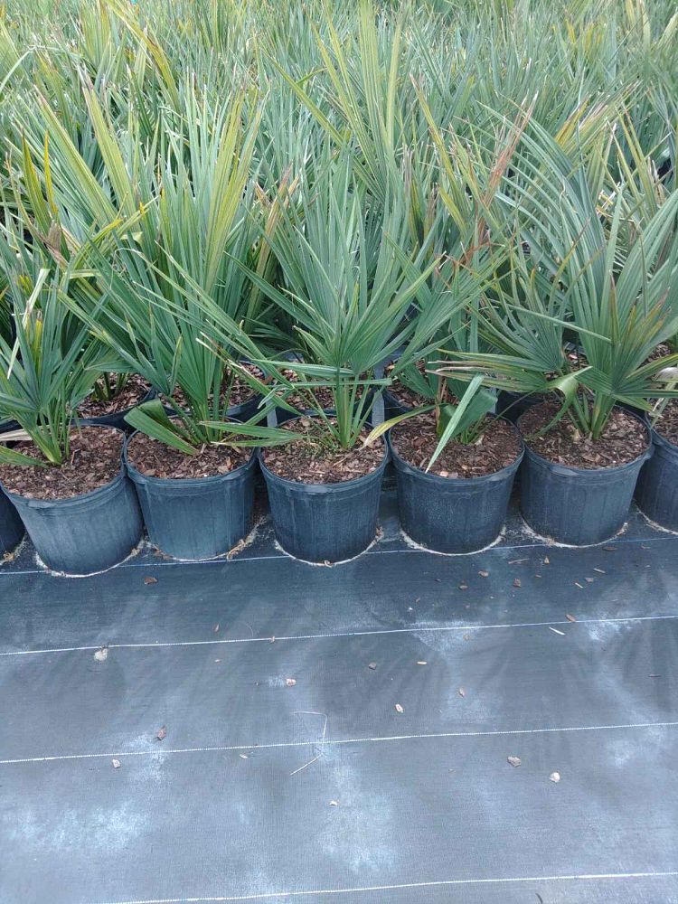 sabal-minor-dwarf-blue-stem-palmetto