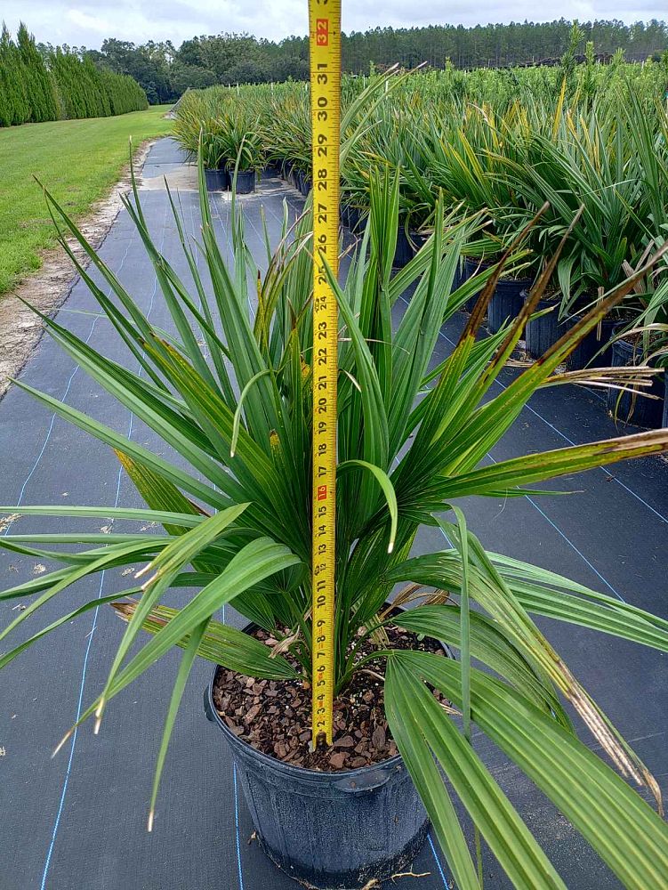 sabal-minor-dwarf-blue-stem-palmetto