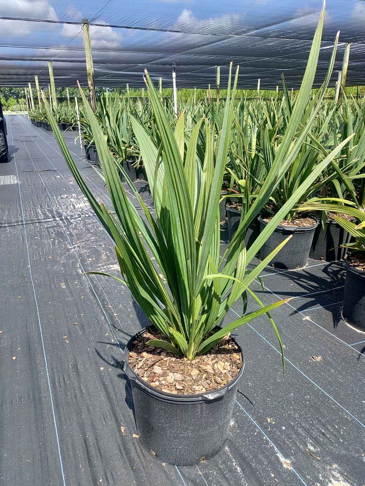sabal-minor-dwarf-blue-stem-palmetto