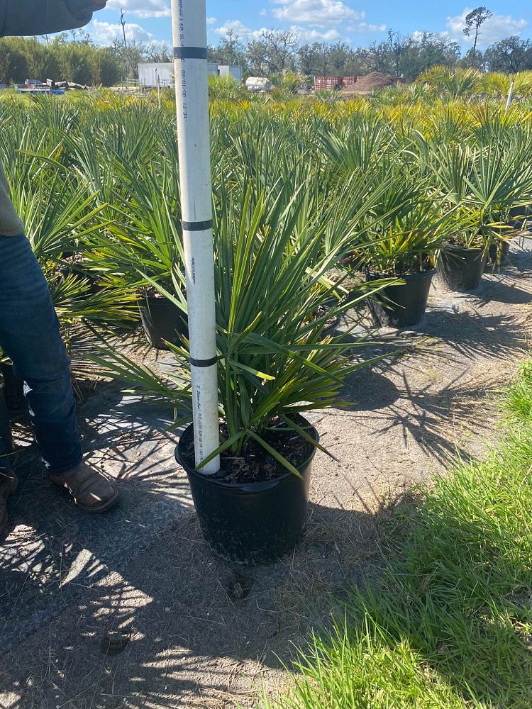 sabal-minor-dwarf-blue-stem-palmetto