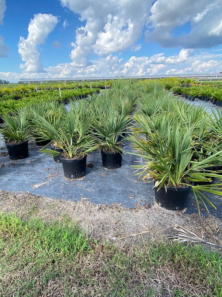 sabal-minor-dwarf-blue-stem-palmetto