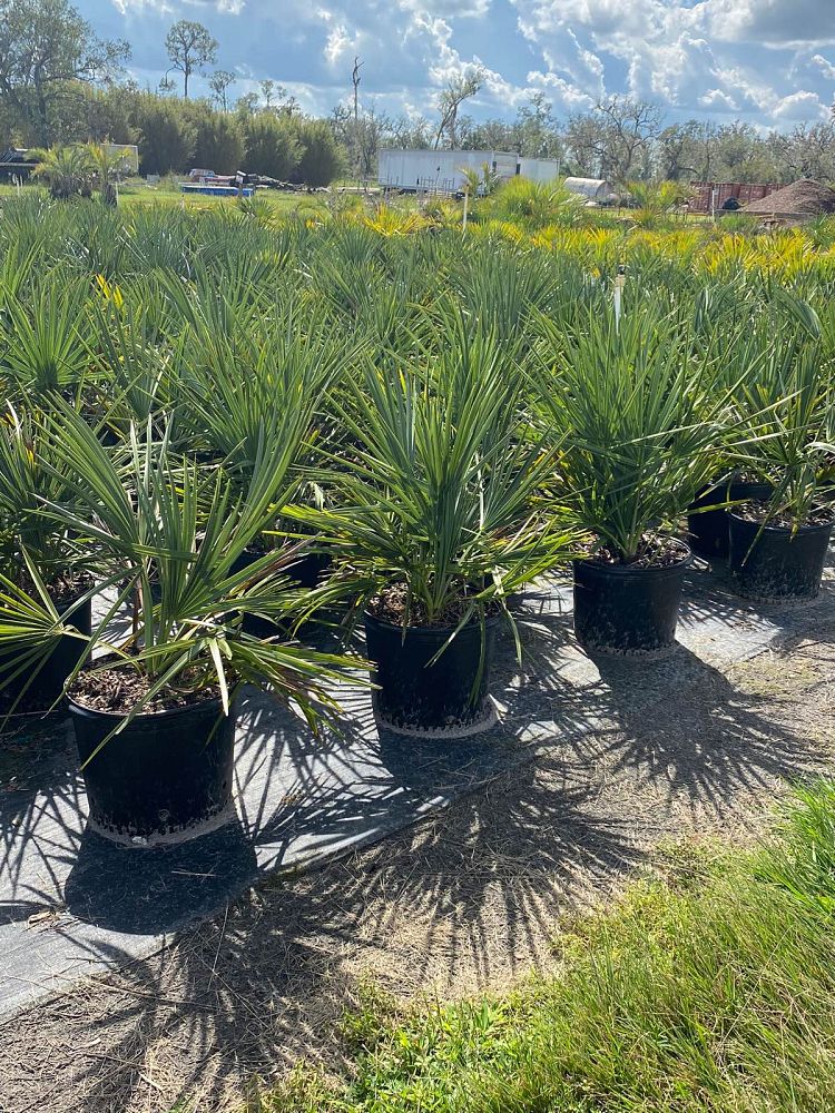 sabal-minor-dwarf-blue-stem-palmetto