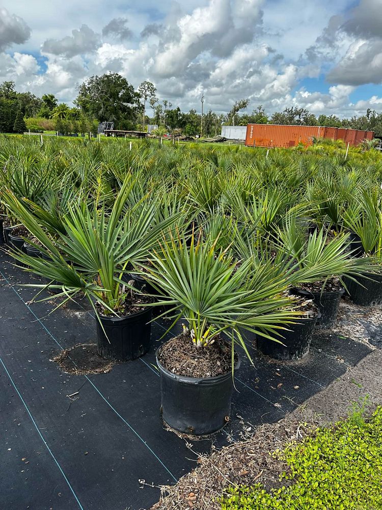 sabal-minor-dwarf-blue-stem-palmetto