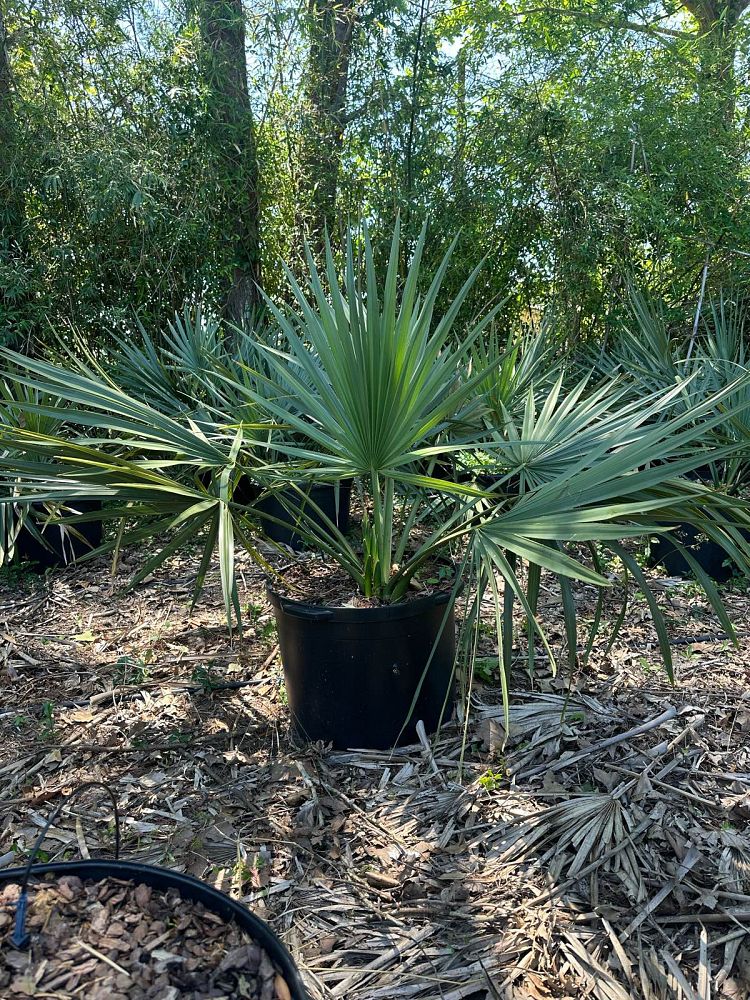 sabal-minor-dwarf-blue-stem-palmetto