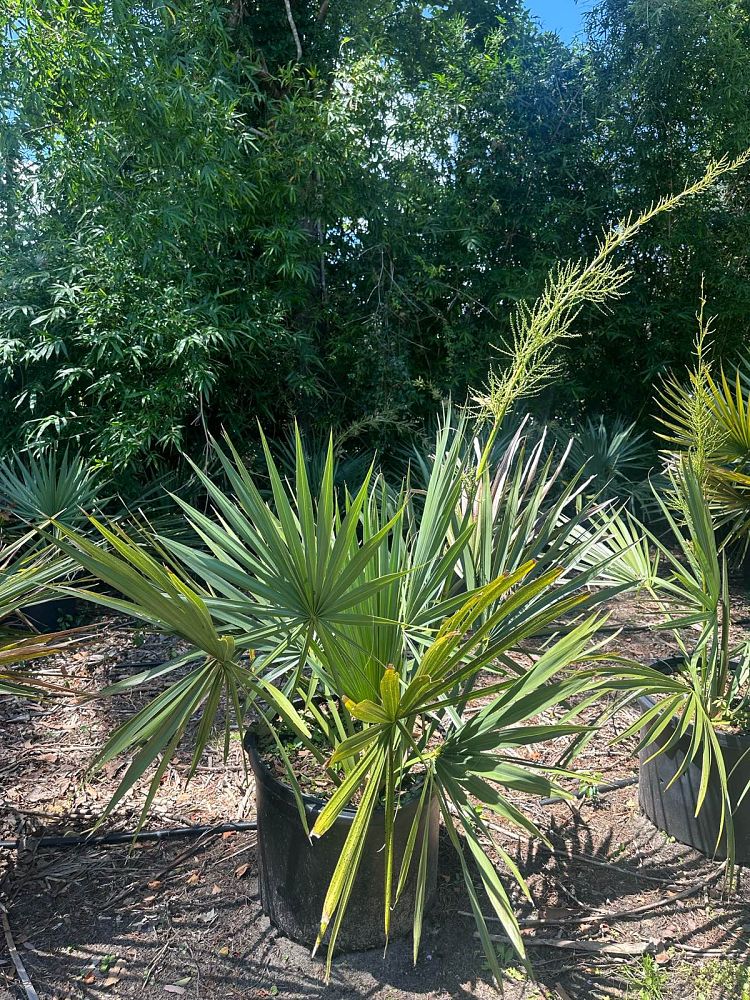sabal-minor-dwarf-blue-stem-palmetto