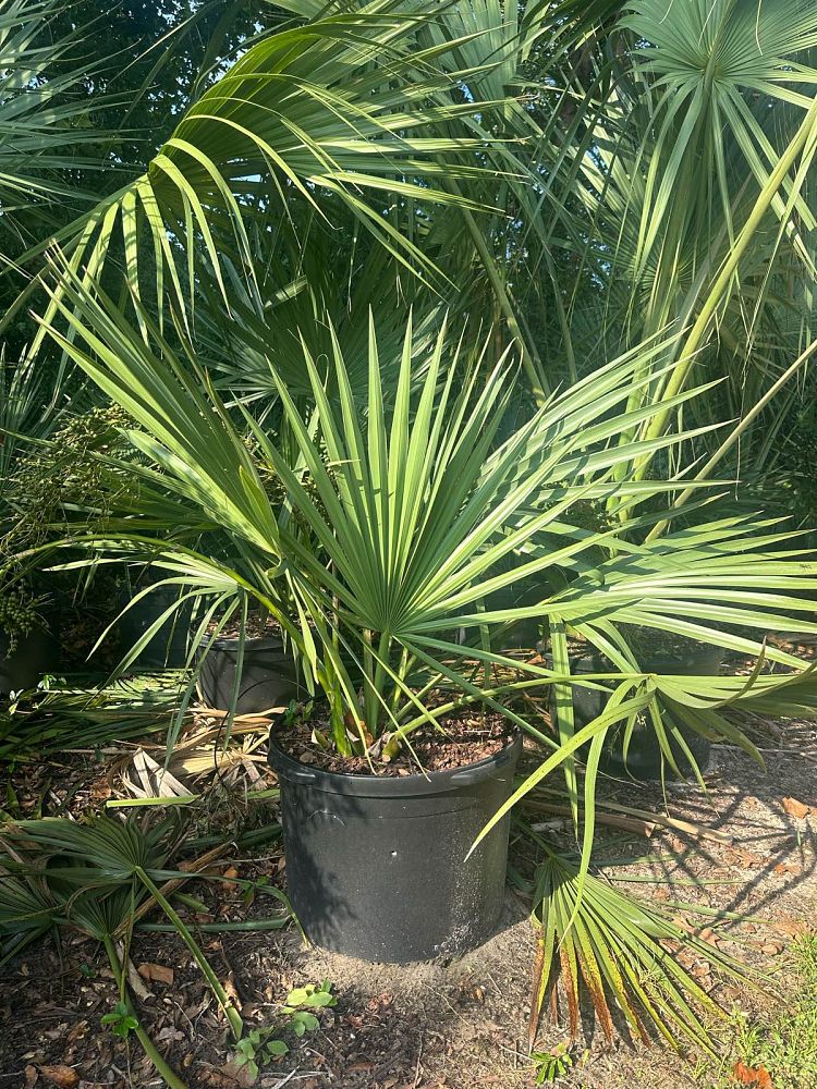 sabal-minor-dwarf-blue-stem-palmetto