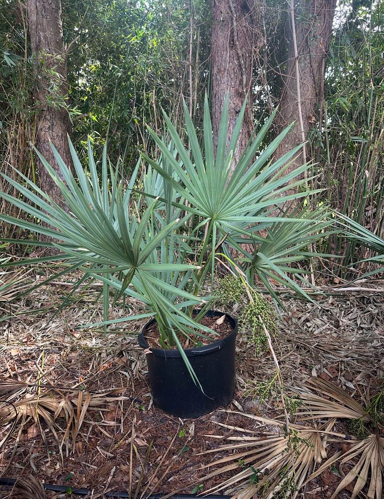 sabal-minor-dwarf-blue-stem-palmetto