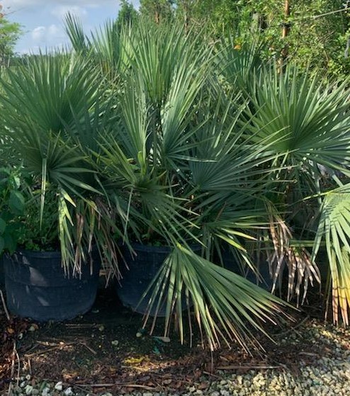 sabal-minor-dwarf-blue-stem-palmetto