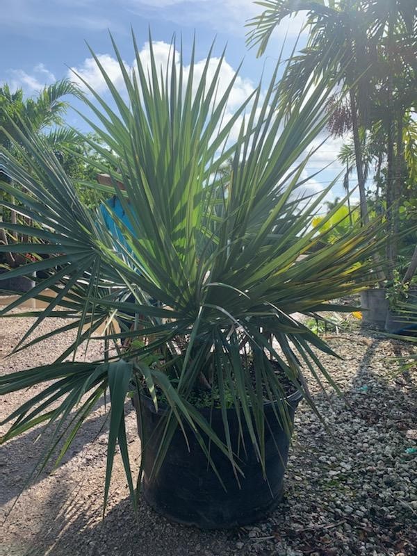 sabal-minor-dwarf-blue-stem-palmetto