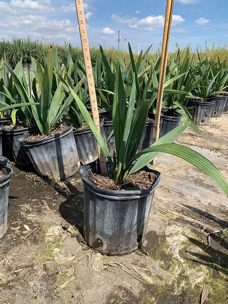 sabal-minor-dwarf-blue-stem-palmetto