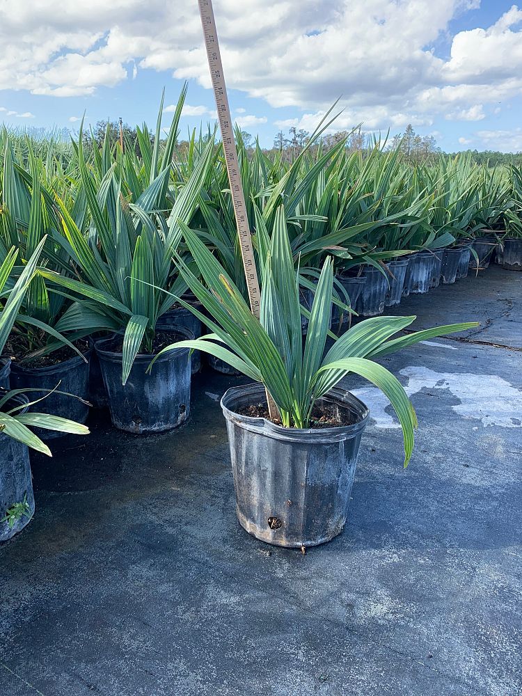 sabal-minor-dwarf-blue-stem-palmetto