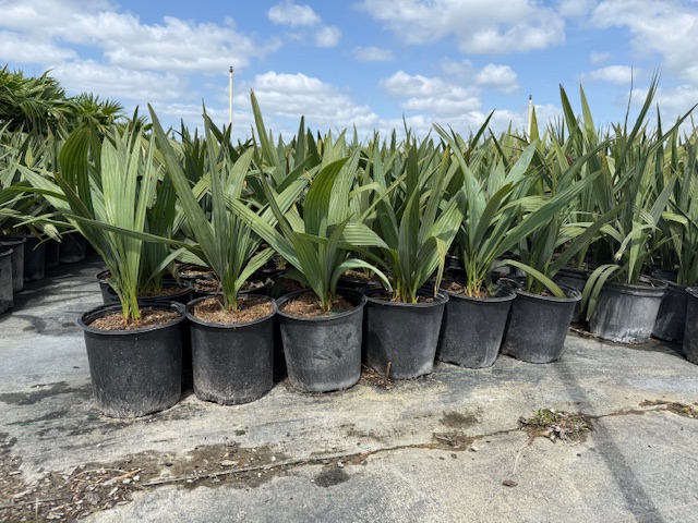 sabal-minor-dwarf-blue-stem-palmetto