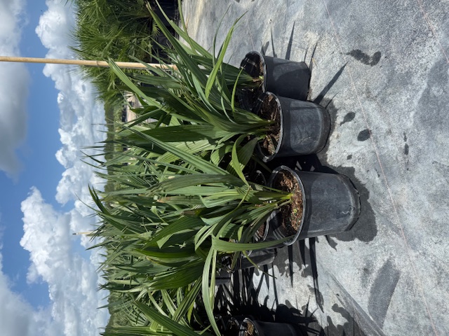 sabal-minor-dwarf-blue-stem-palmetto