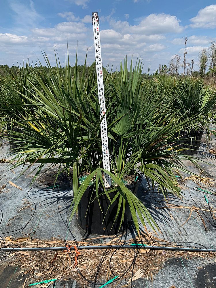 sabal-minor-dwarf-blue-stem-palmetto