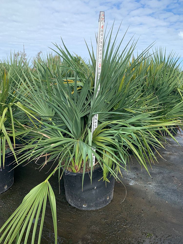 sabal-minor-dwarf-blue-stem-palmetto