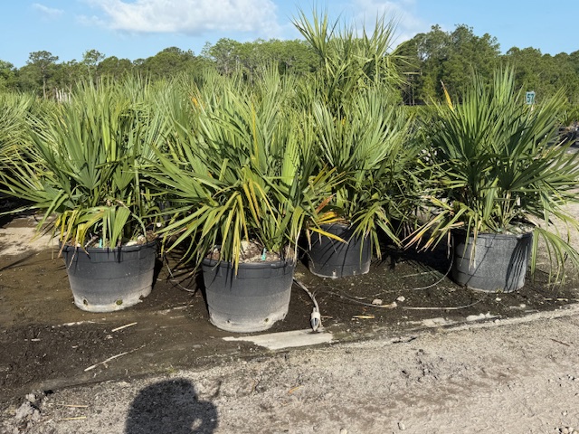 sabal-minor-dwarf-blue-stem-palmetto