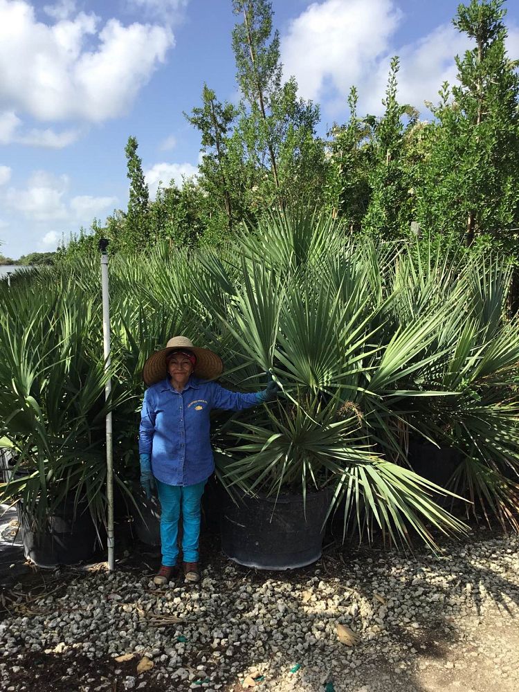 sabal-minor-dwarf-blue-stem-palmetto