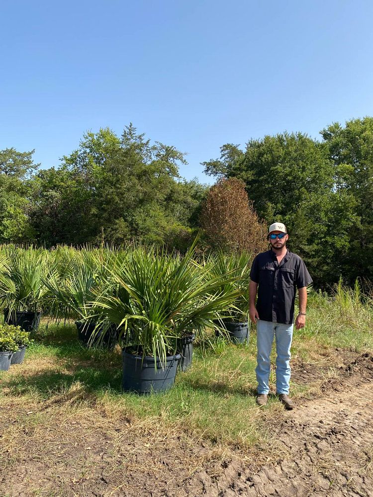sabal-minor-dwarf-blue-stem-palmetto