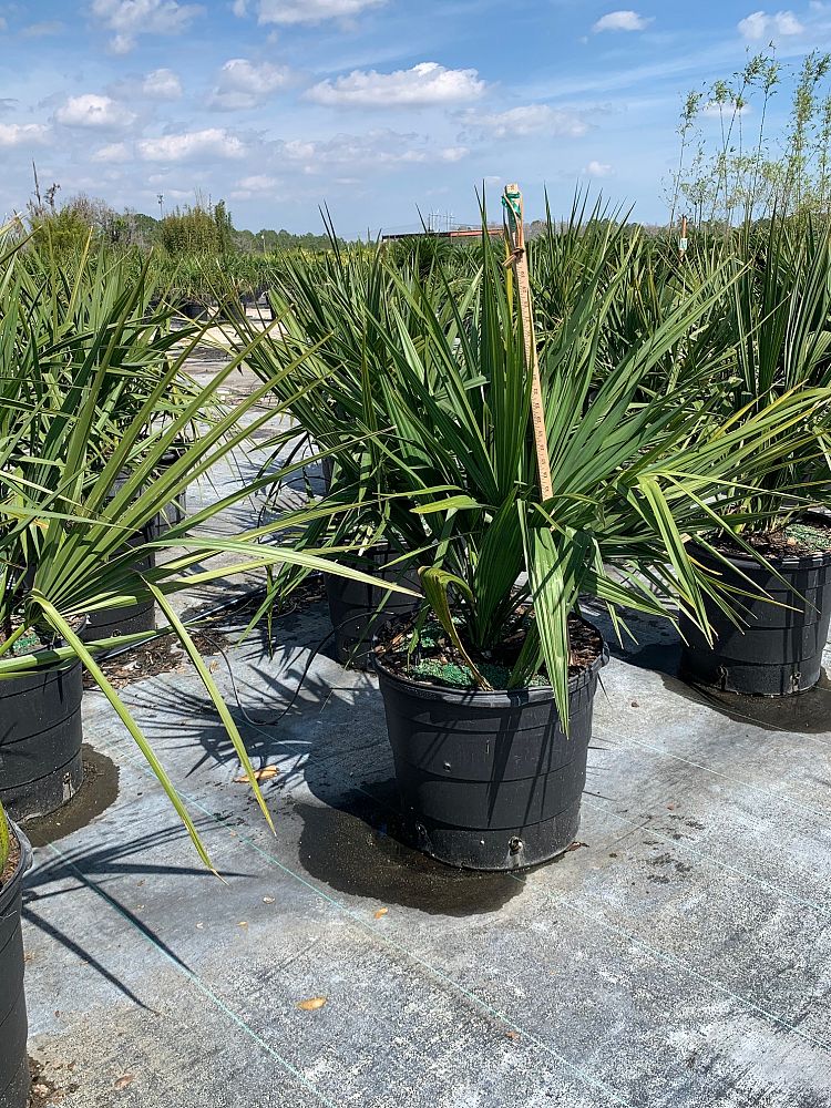 sabal-minor-dwarf-blue-stem-palmetto