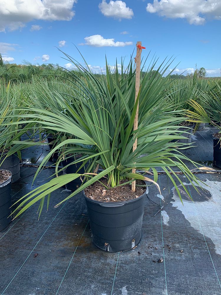 sabal-minor-dwarf-blue-stem-palmetto