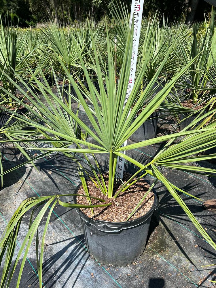 sabal-minor-dwarf-blue-stem-palmetto