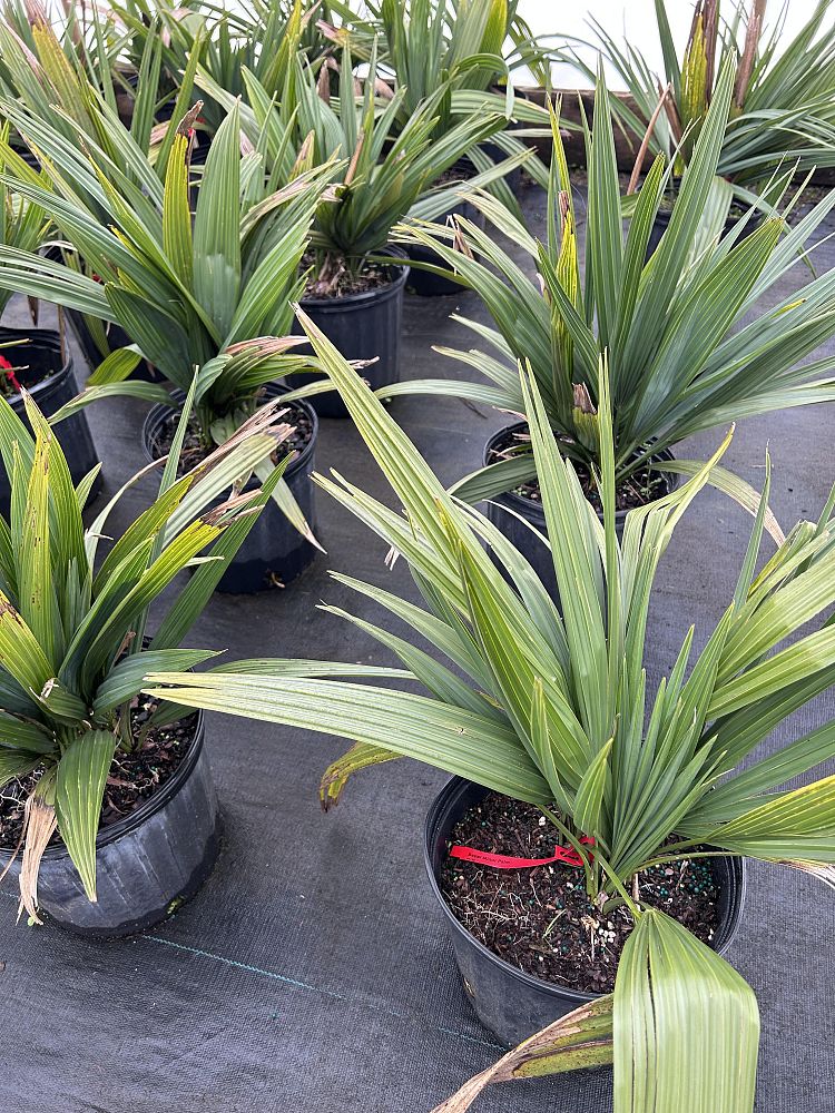 sabal-minor-dwarf-blue-stem-palmetto