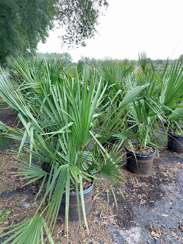 sabal-minor-dwarf-blue-stem-palmetto