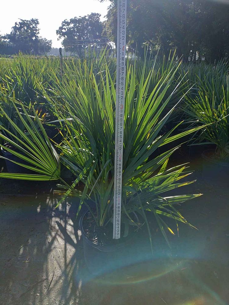 sabal-minor-dwarf-blue-stem-palmetto
