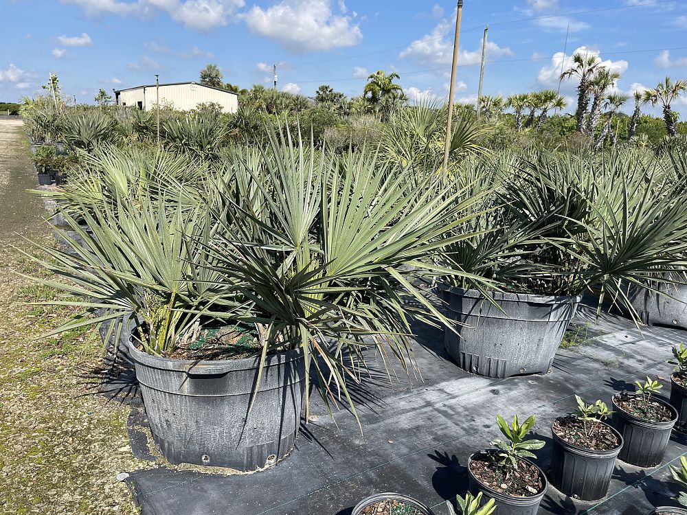 sabal-minor-dwarf-blue-stem-palmetto