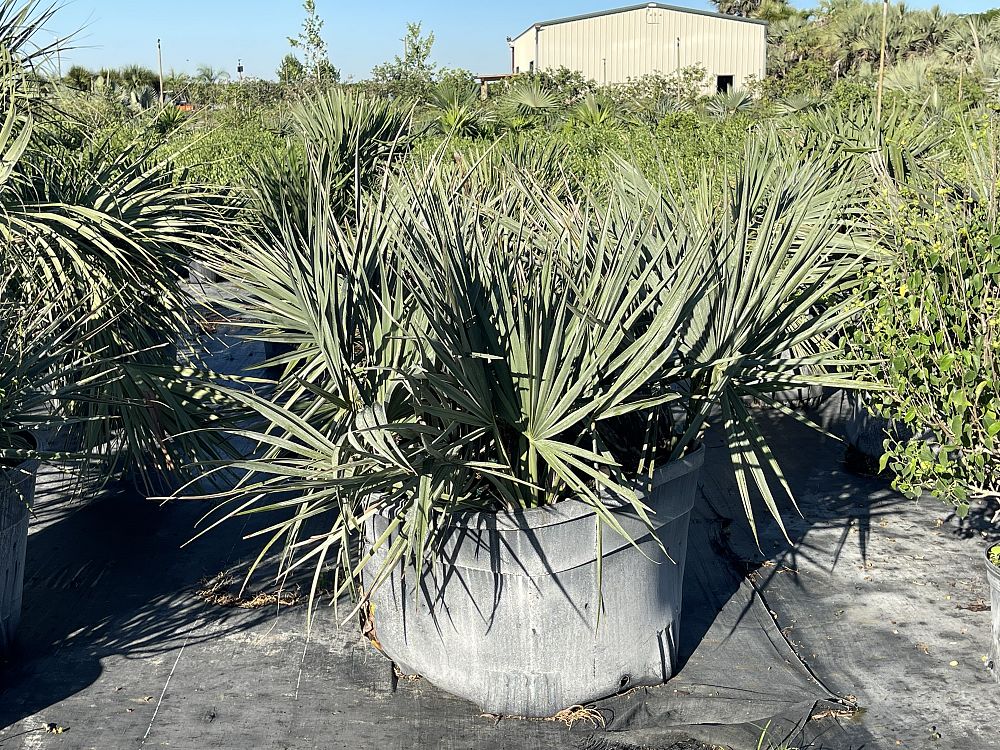 sabal-minor-dwarf-blue-stem-palmetto