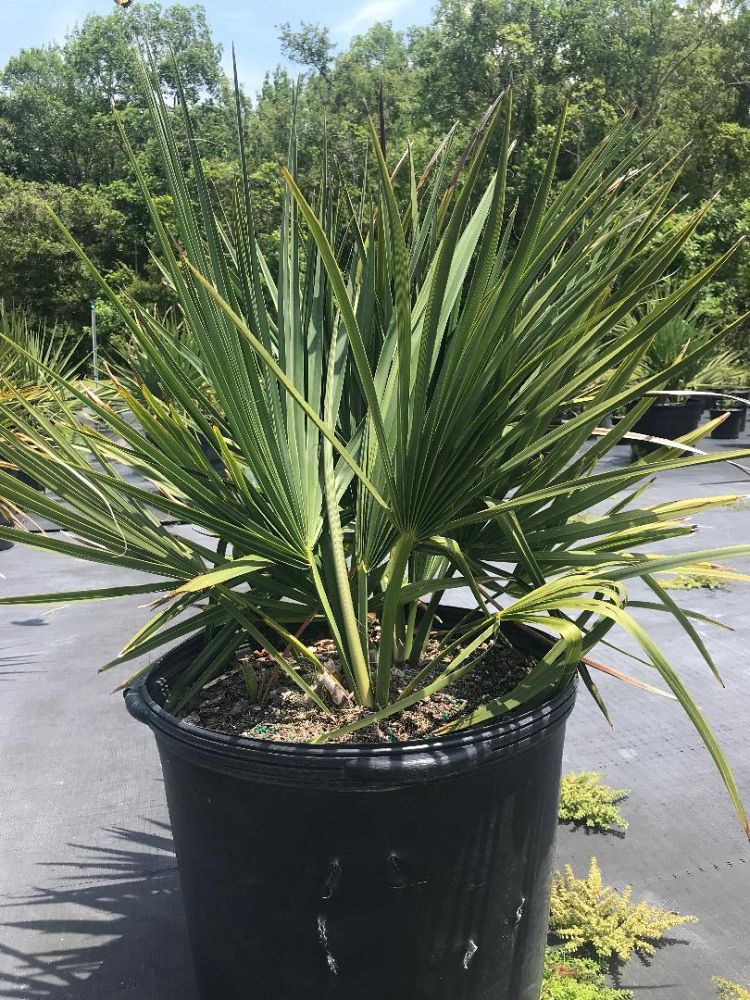 sabal-minor-dwarf-blue-stem-palmetto