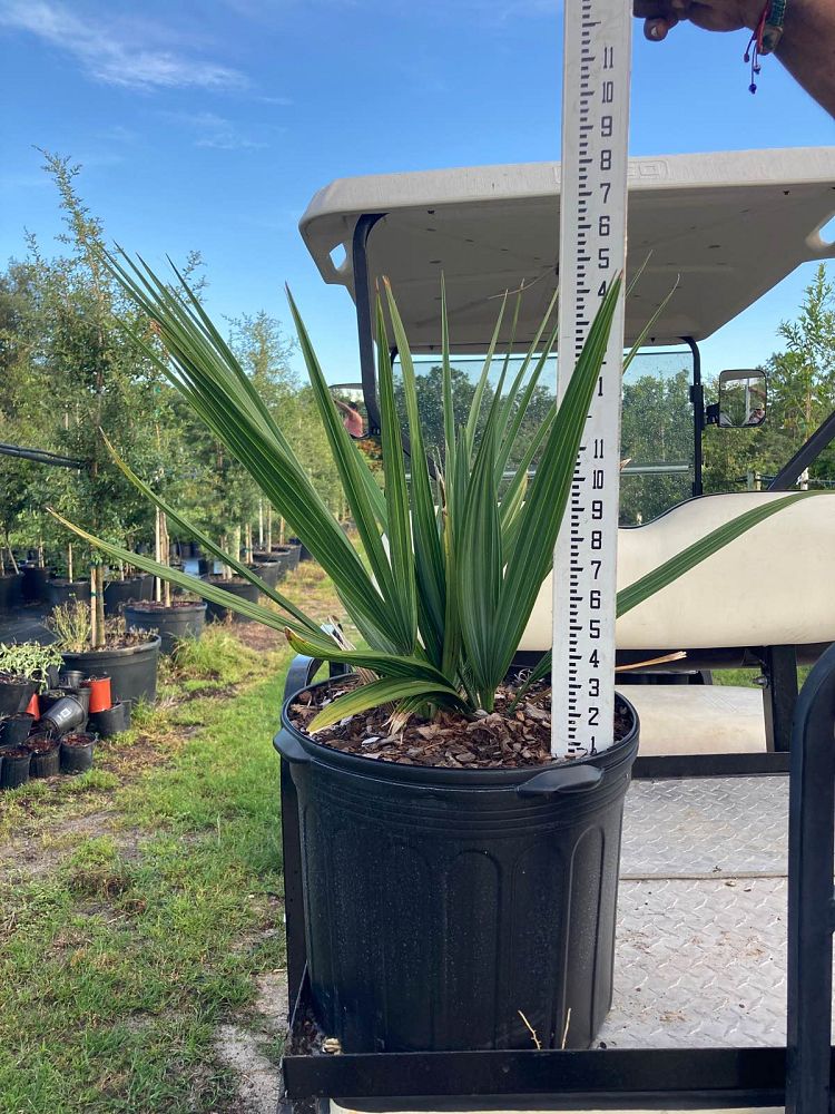 sabal-minor-dwarf-blue-stem-palmetto