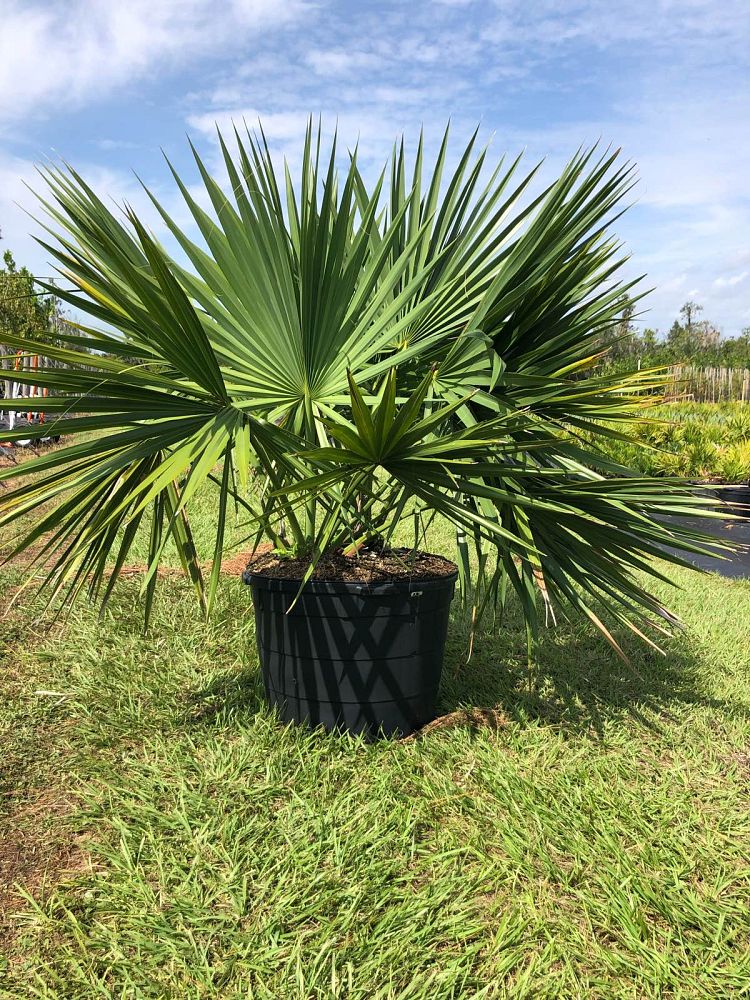 sabal-minor-dwarf-blue-stem-palmetto