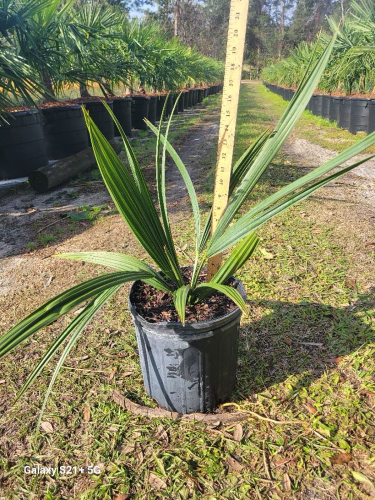 sabal-minor-dwarf-blue-stem-palmetto