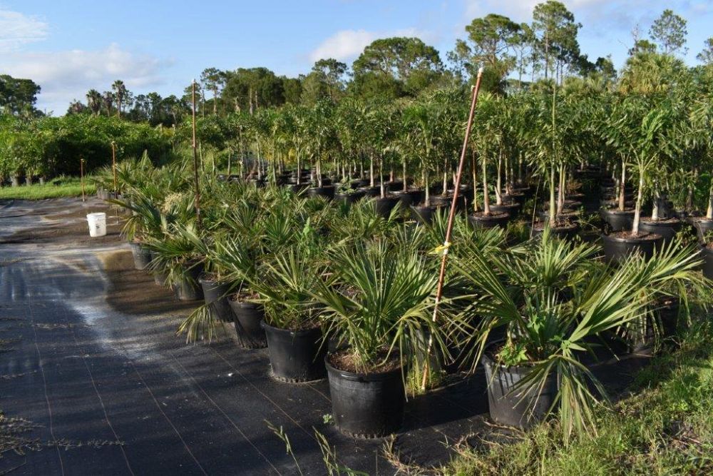 sabal-minor-dwarf-blue-stem-palmetto