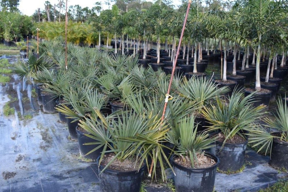 sabal-minor-dwarf-blue-stem-palmetto