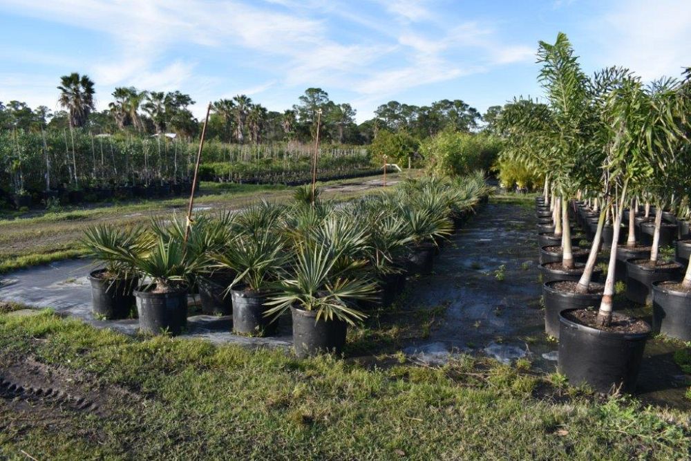 sabal-minor-dwarf-blue-stem-palmetto