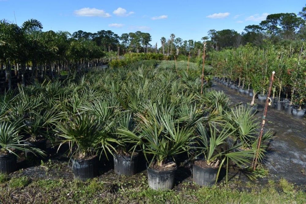 sabal-minor-dwarf-blue-stem-palmetto