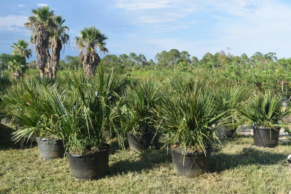 sabal-minor-dwarf-blue-stem-palmetto