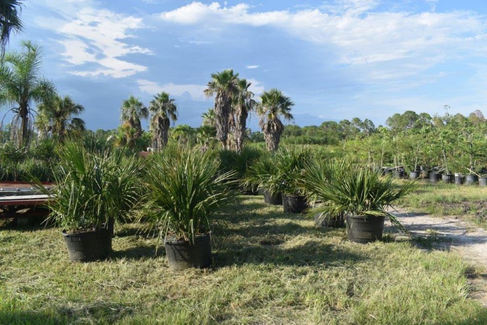 sabal-minor-dwarf-blue-stem-palmetto