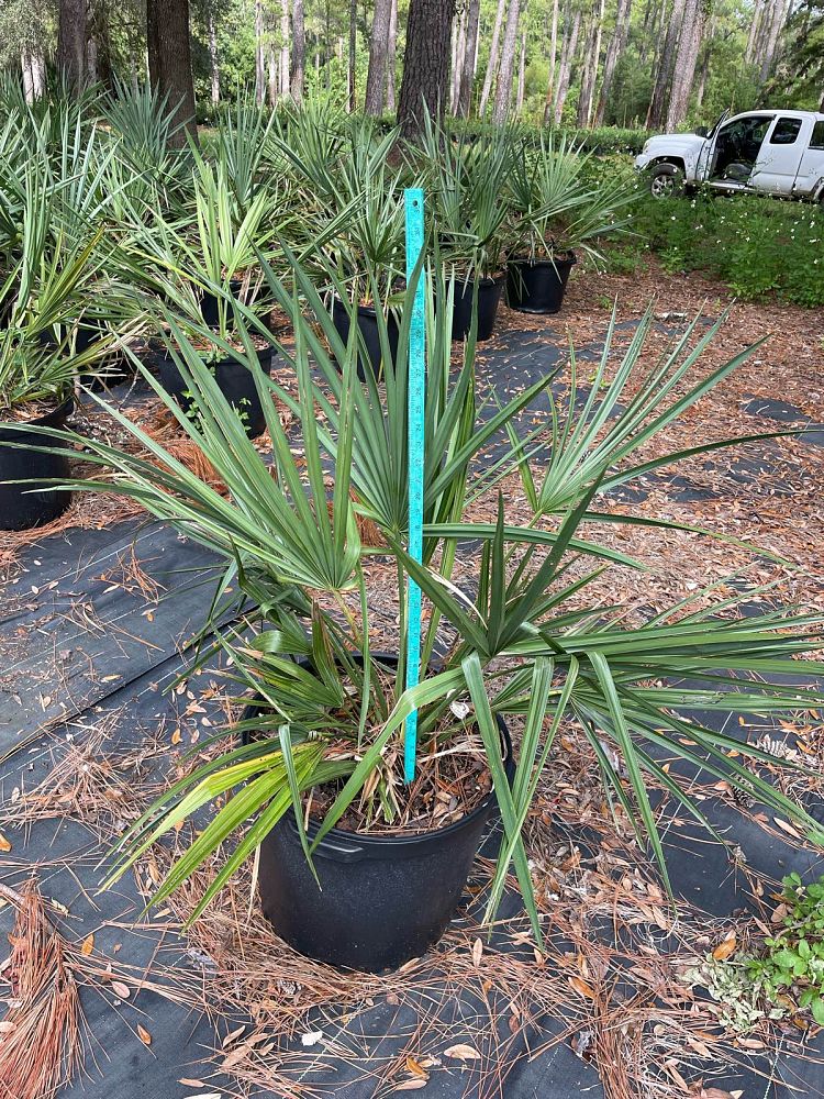 sabal-minor-dwarf-blue-stem-palmetto