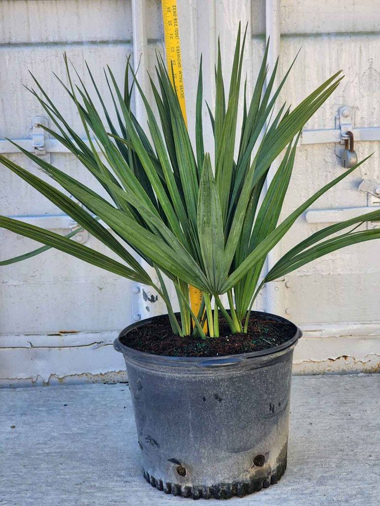 sabal-minor-dwarf-blue-stem-palmetto