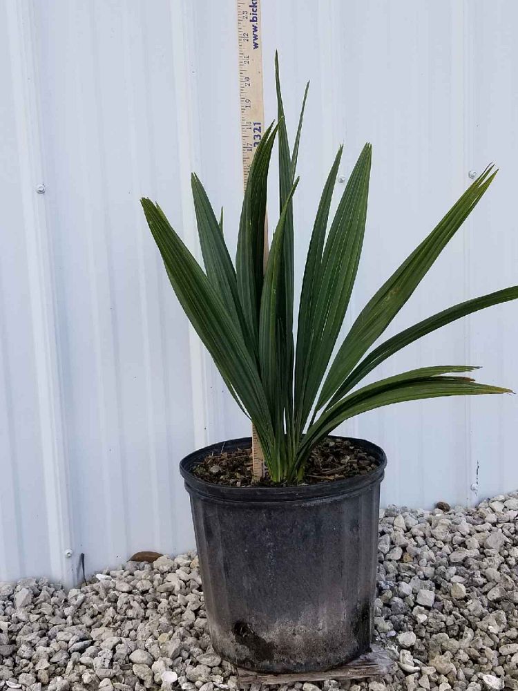 sabal-minor-dwarf-blue-stem-palmetto