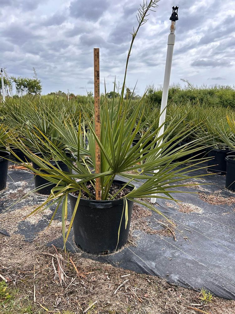 sabal-minor-dwarf-blue-stem-palmetto