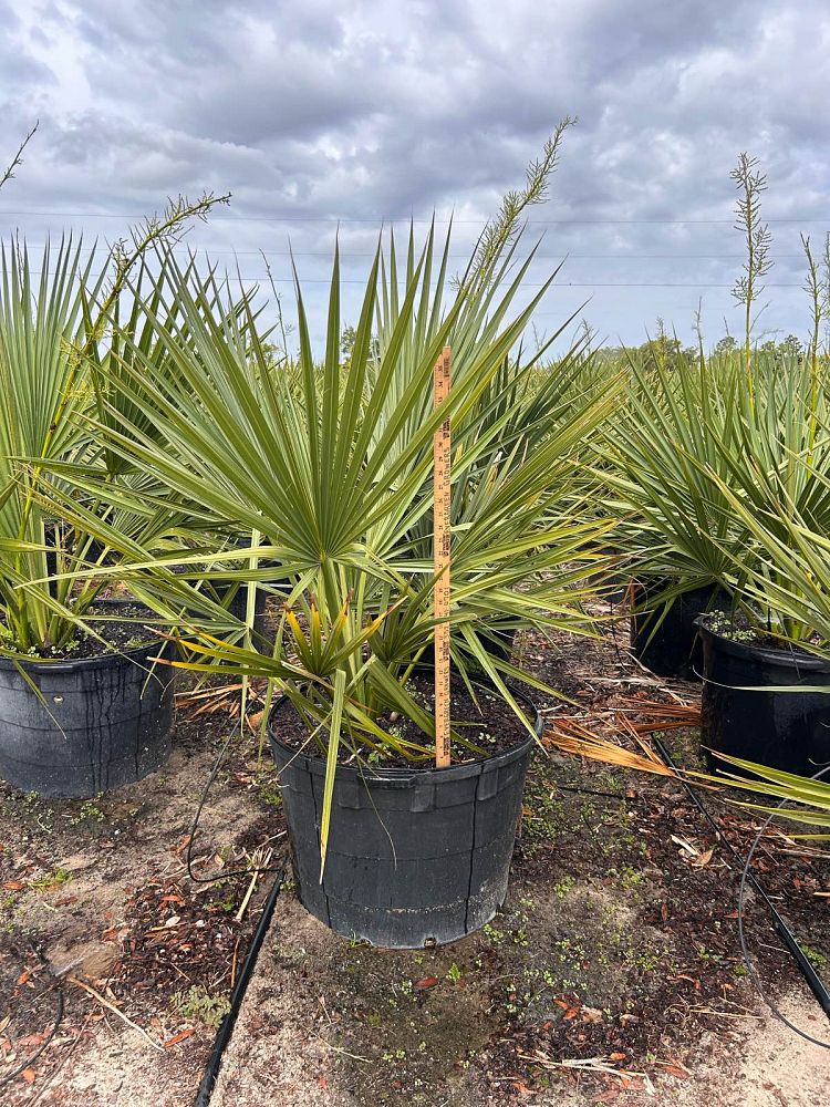 sabal-minor-dwarf-blue-stem-palmetto