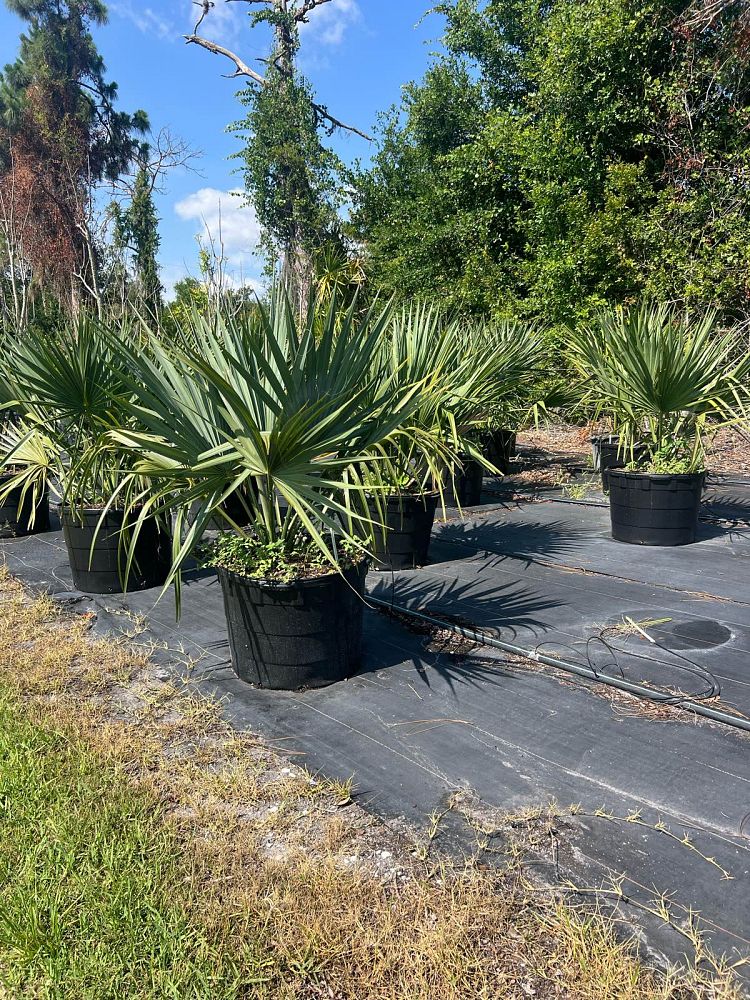 sabal-minor-dwarf-blue-stem-palmetto