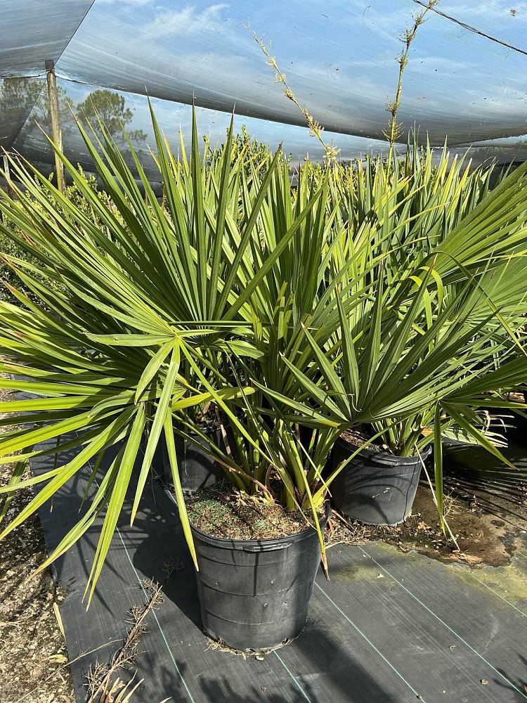 sabal-minor-dwarf-blue-stem-palmetto