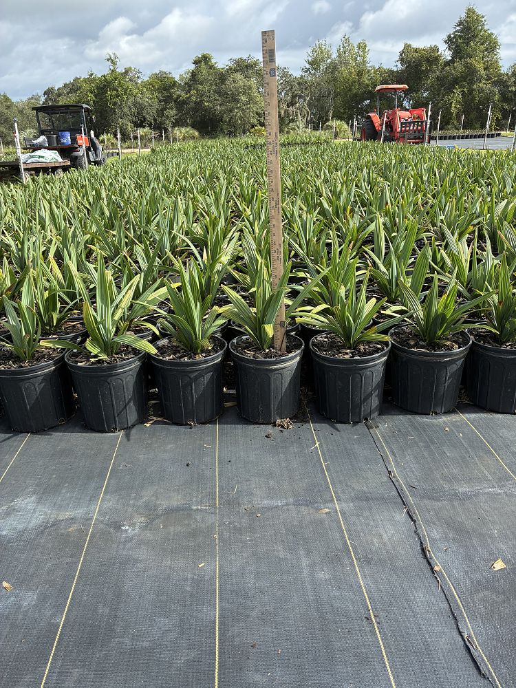 sabal-minor-dwarf-blue-stem-palmetto