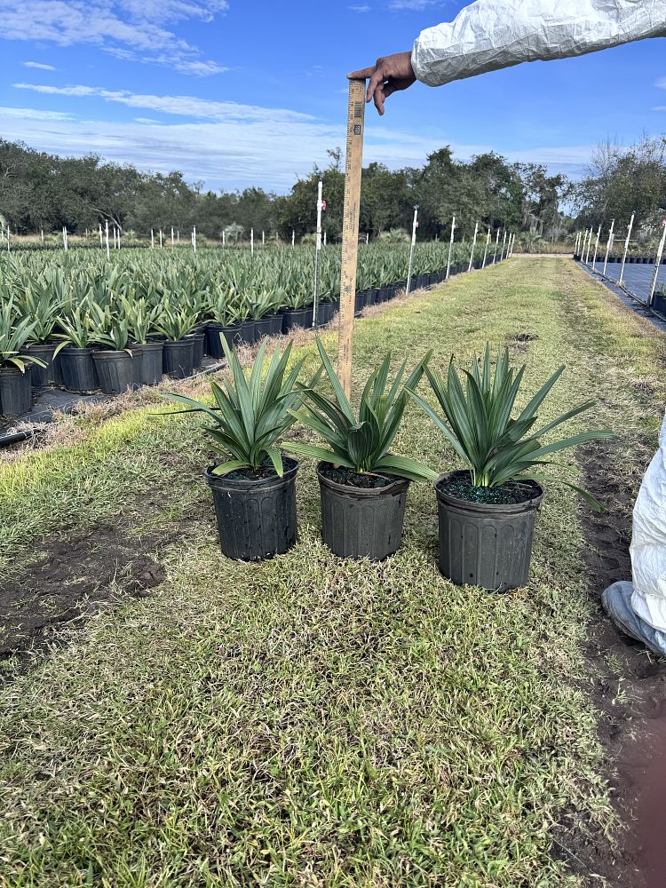 sabal-minor-dwarf-blue-stem-palmetto