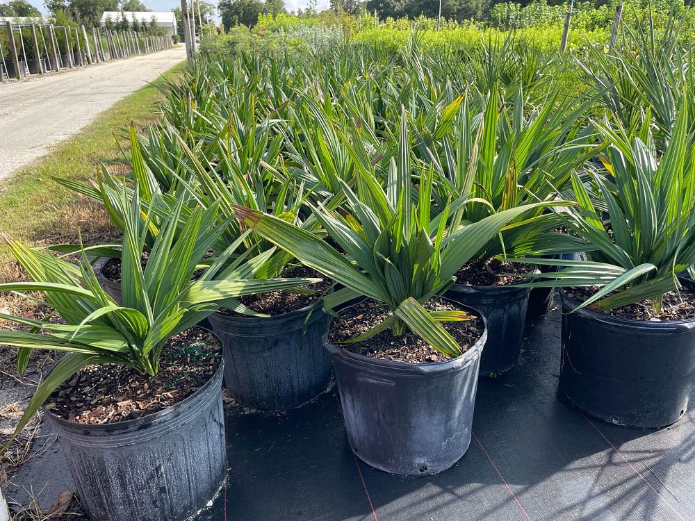 sabal-minor-dwarf-blue-stem-palmetto